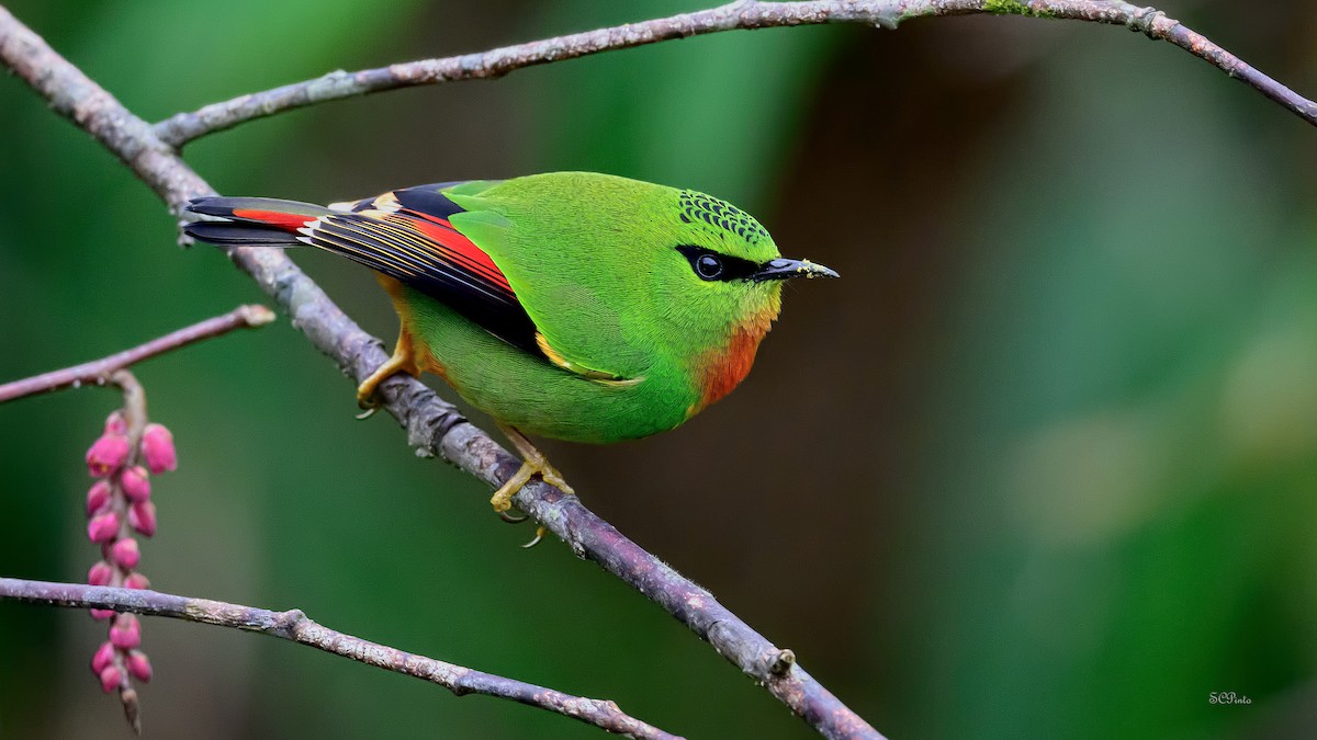 Fire-tailed Myzornis - ML638319799