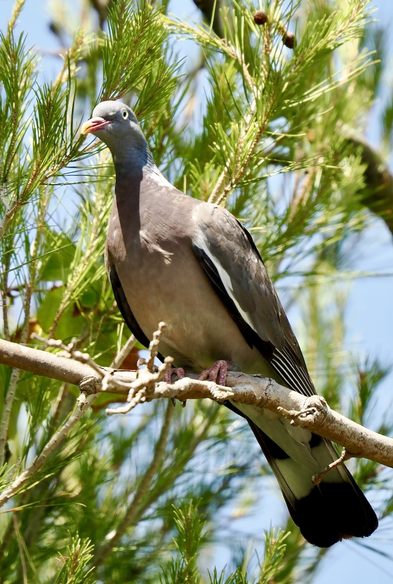 Common Wood-Pigeon - ML638319804