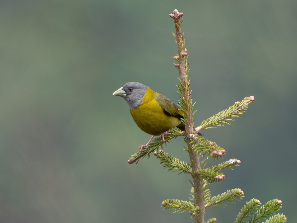 Collared Grosbeak - ML638319805