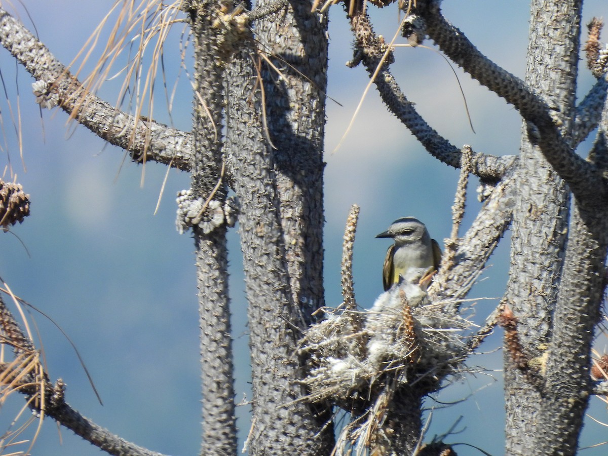 Western Kingbird - ML638319806