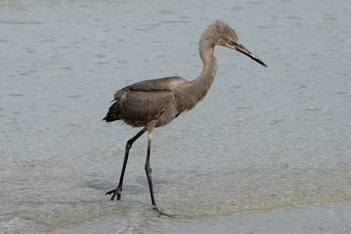 Reddish Egret - ML638319808