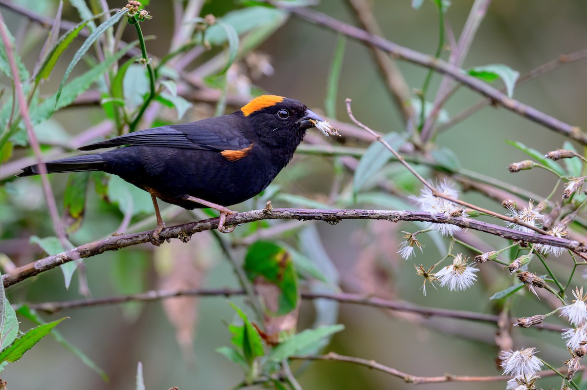 Gold-naped Finch - ML638319810