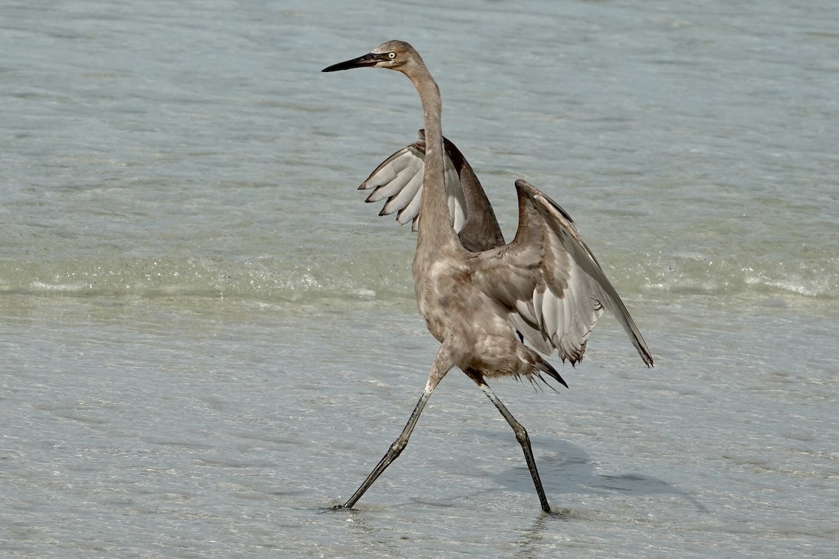 Reddish Egret - ML638319812