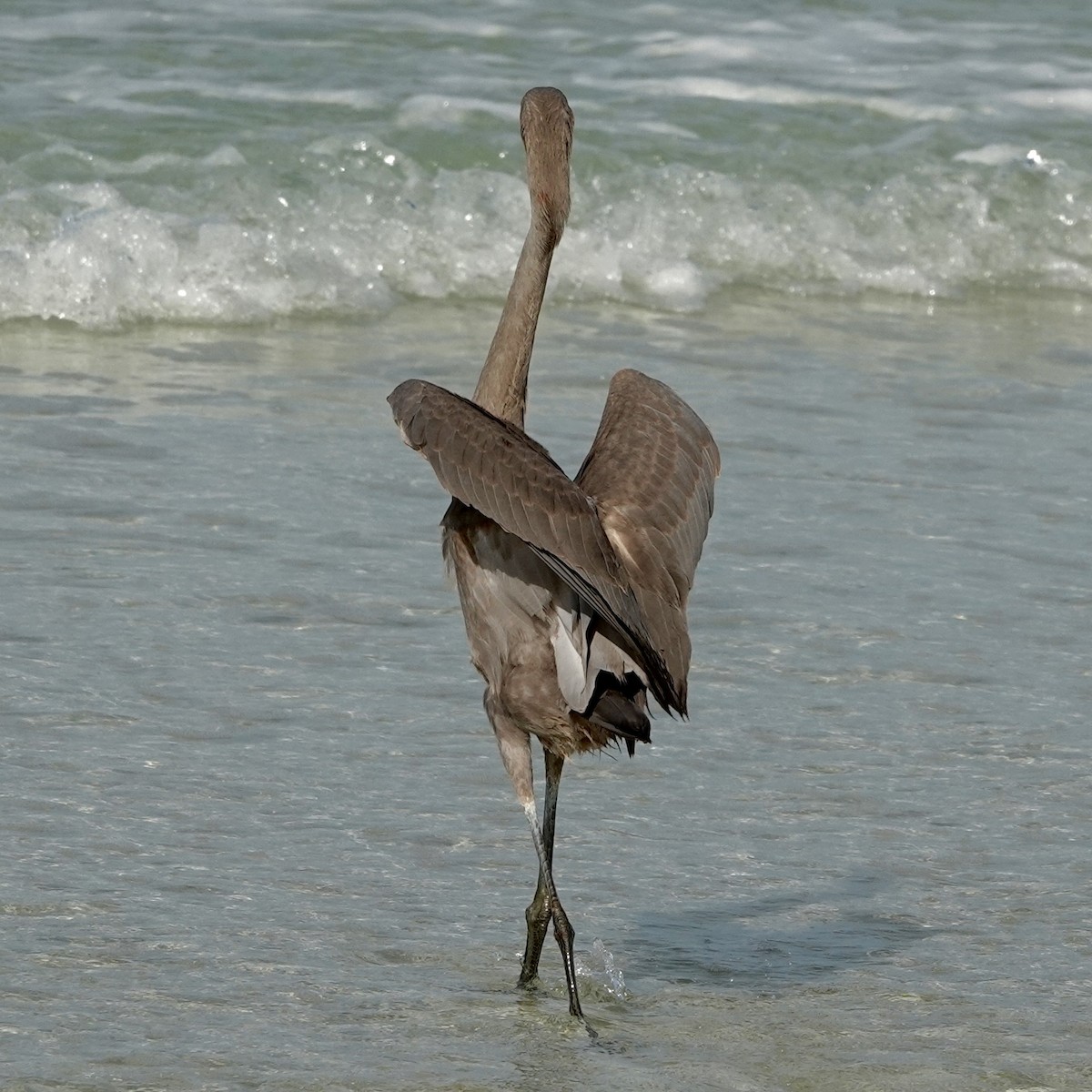 Reddish Egret - ML638319813