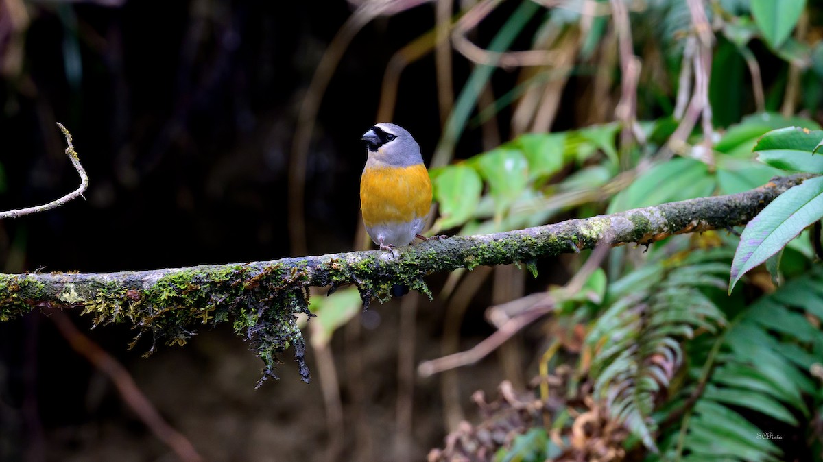 Gray-headed Bullfinch - ML638319814