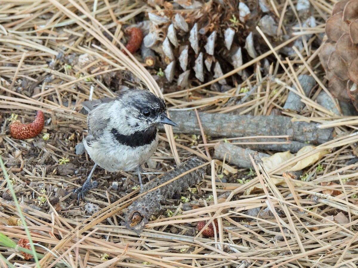 Mountain Chickadee - ML638319817
