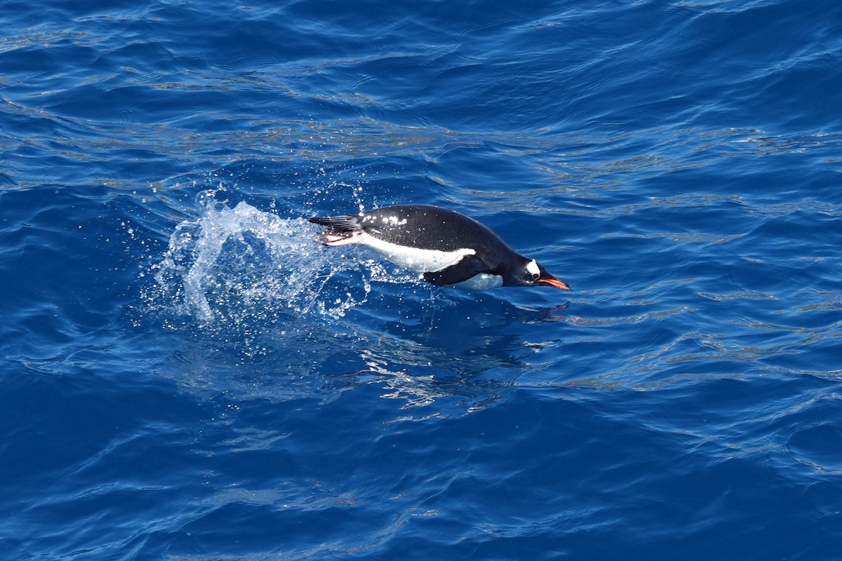 Gentoo Penguin - ML638319818