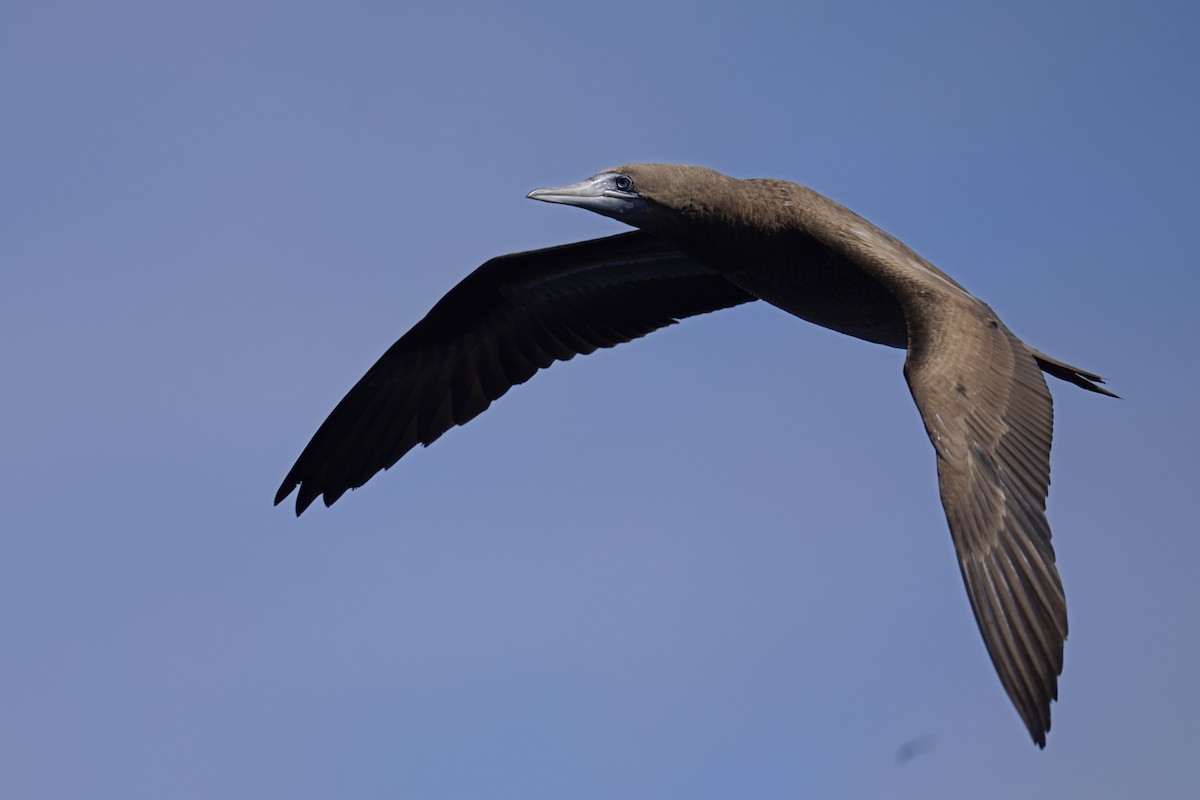 灰頭鰹鳥 - ML638319819