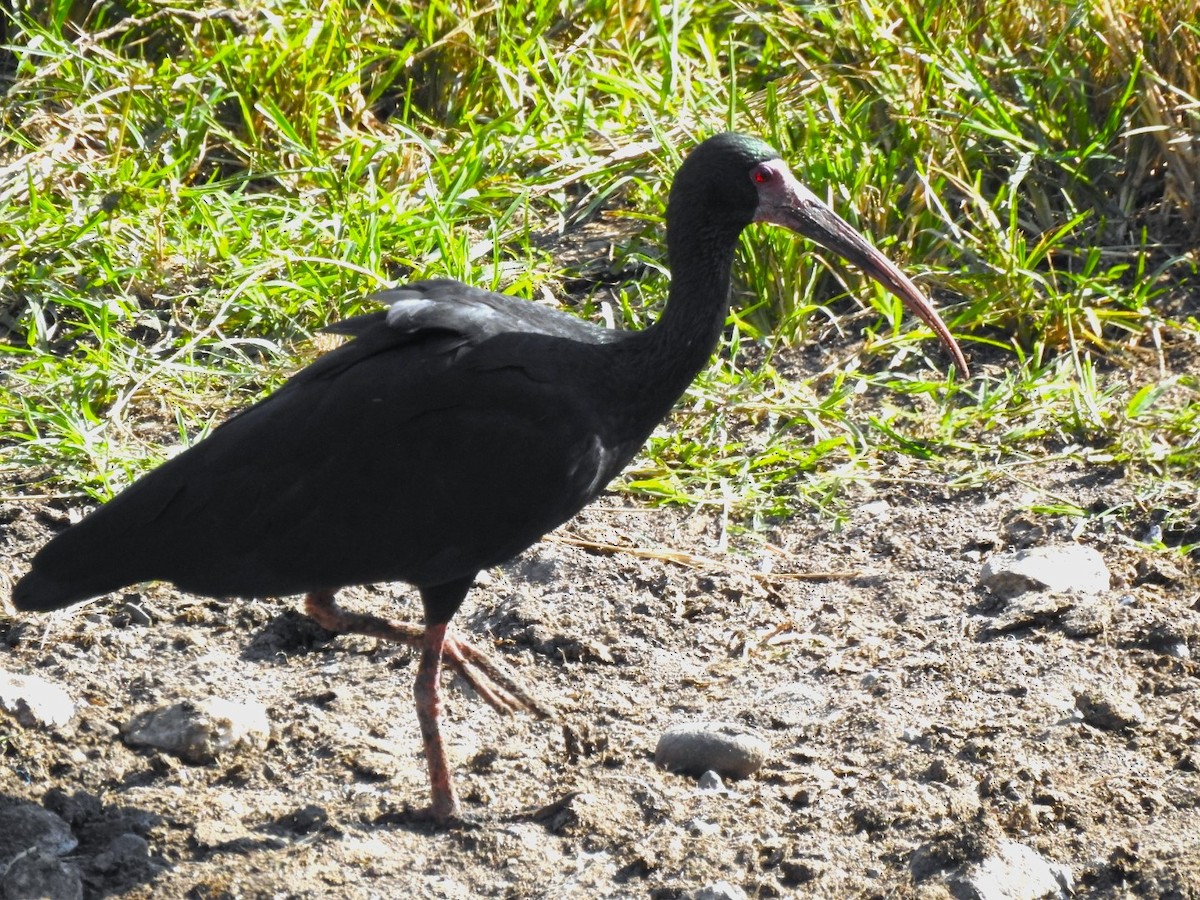 Bare-faced Ibis - ML638319820