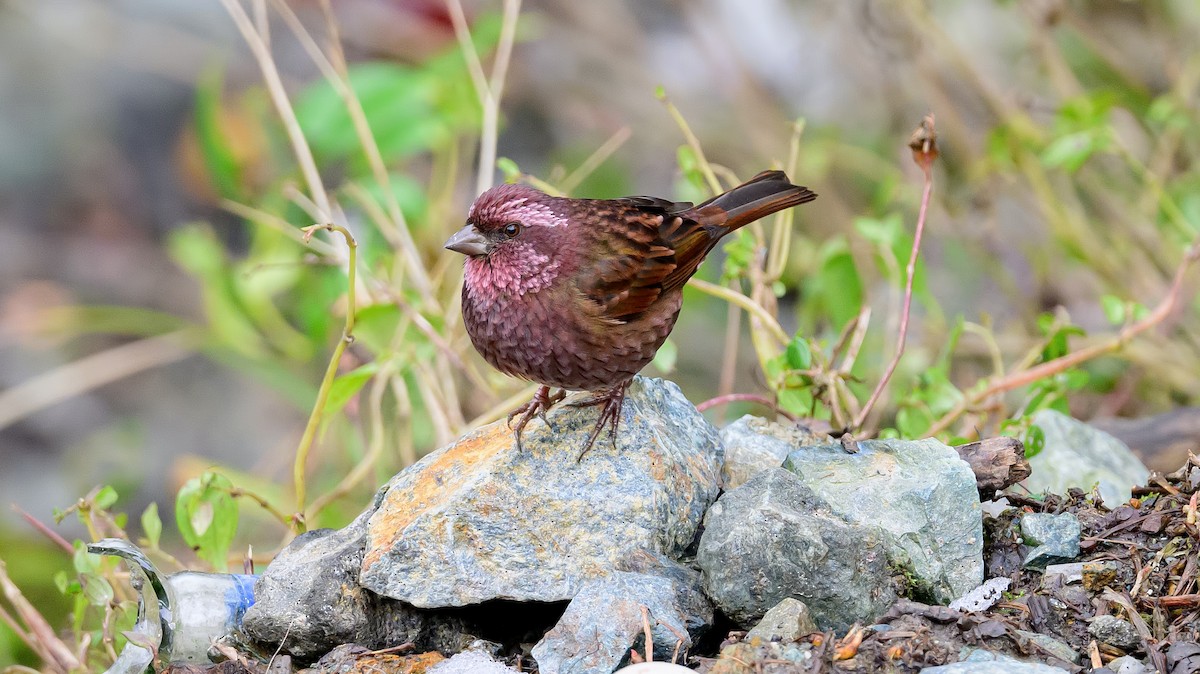 Dark-rumped Rosefinch - ML638319821