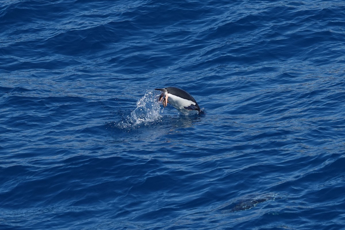 Gentoo Penguin - ML638319830