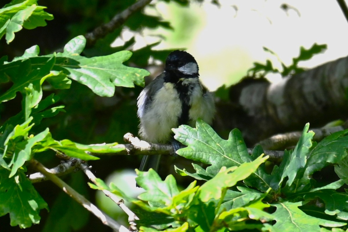 Mésange charbonnière - ML638319833
