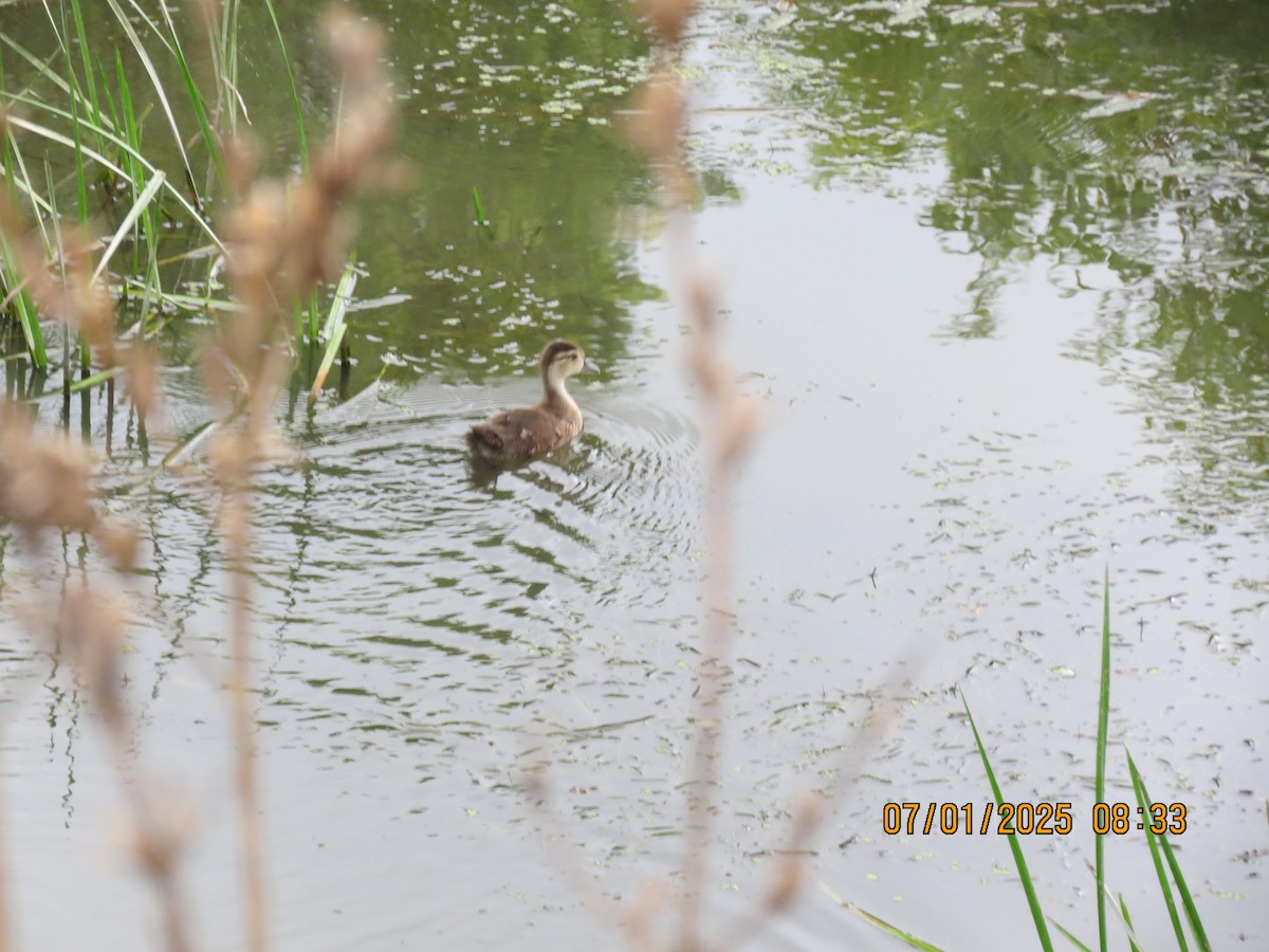 Wood Duck - ML638319847
