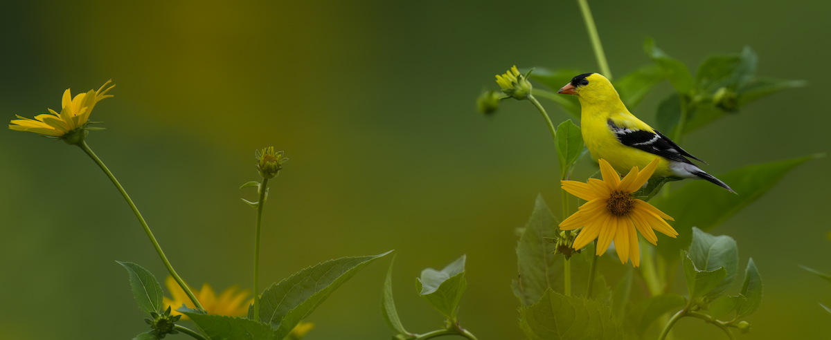 American Goldfinch - ML638319851