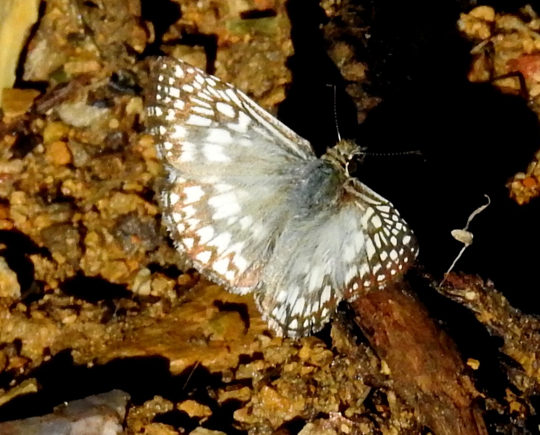 Insects - ML638319869