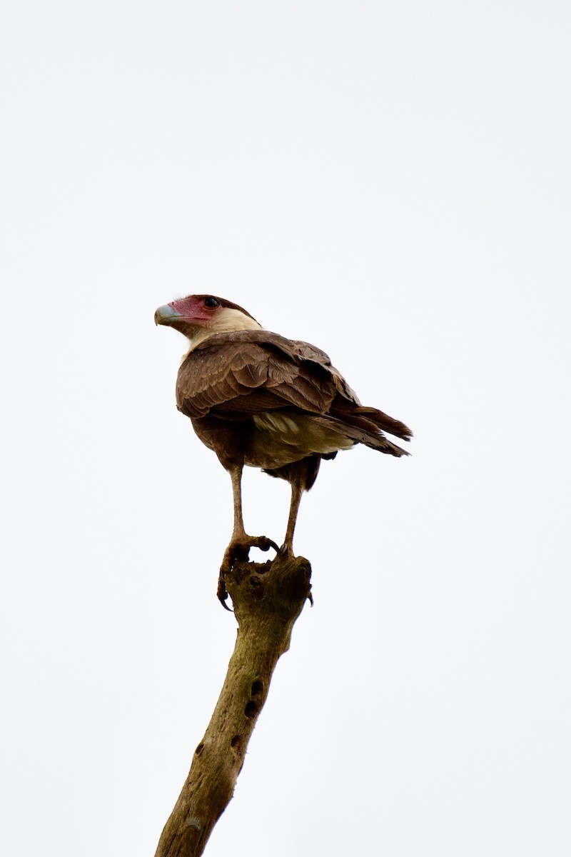 Crested Caracara - ML638319874