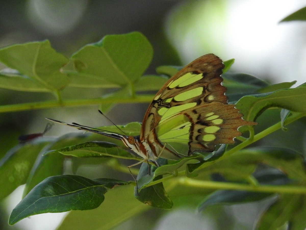 Insects - ML638319876