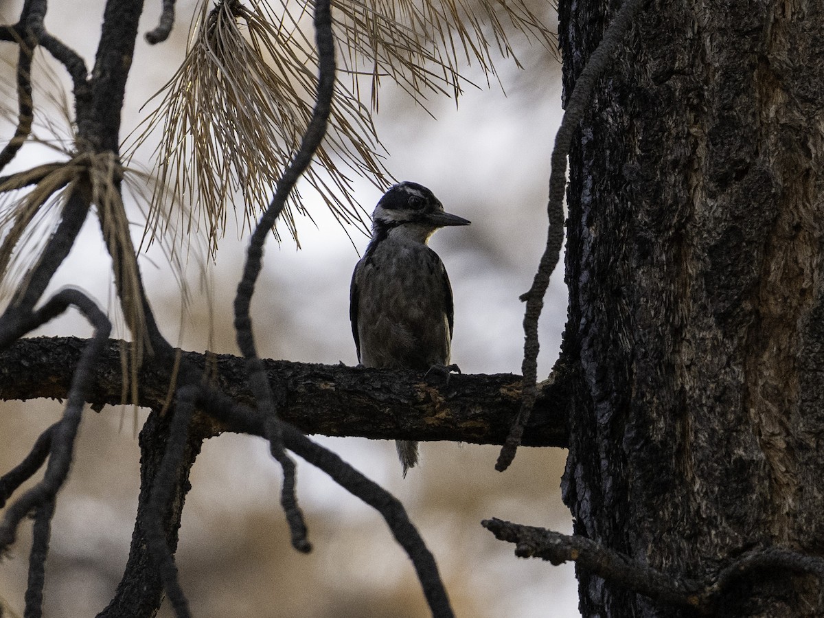 Hairy Woodpecker - ML638319880
