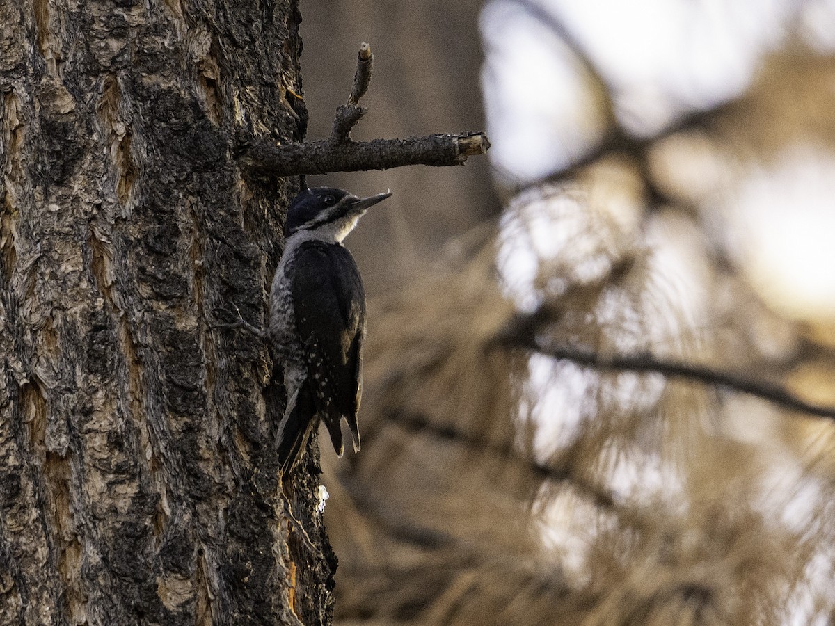 Black-backed Woodpecker - ML638319884