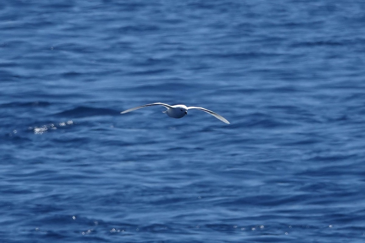 Snow Petrel - ML638319886