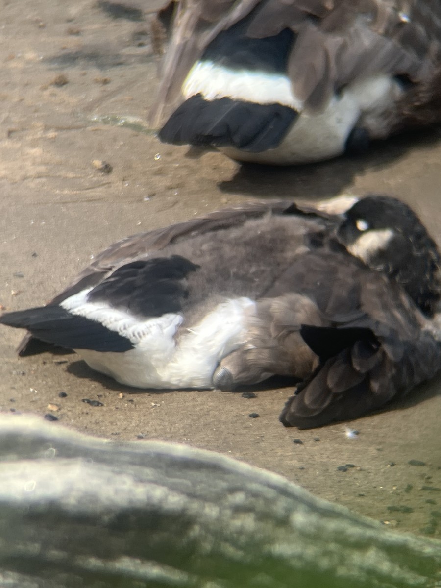 Canada Goose - ML638319887