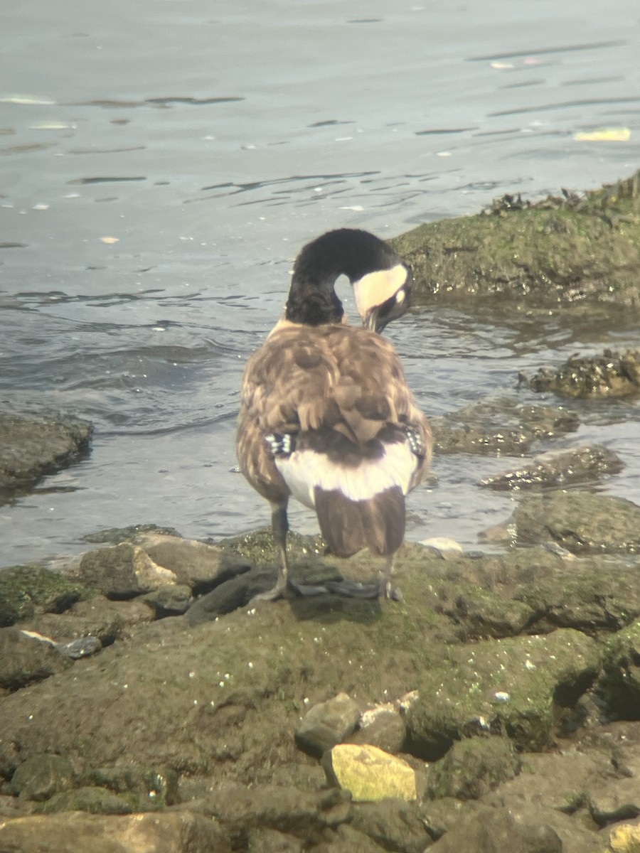 Canada Goose - ML638319888