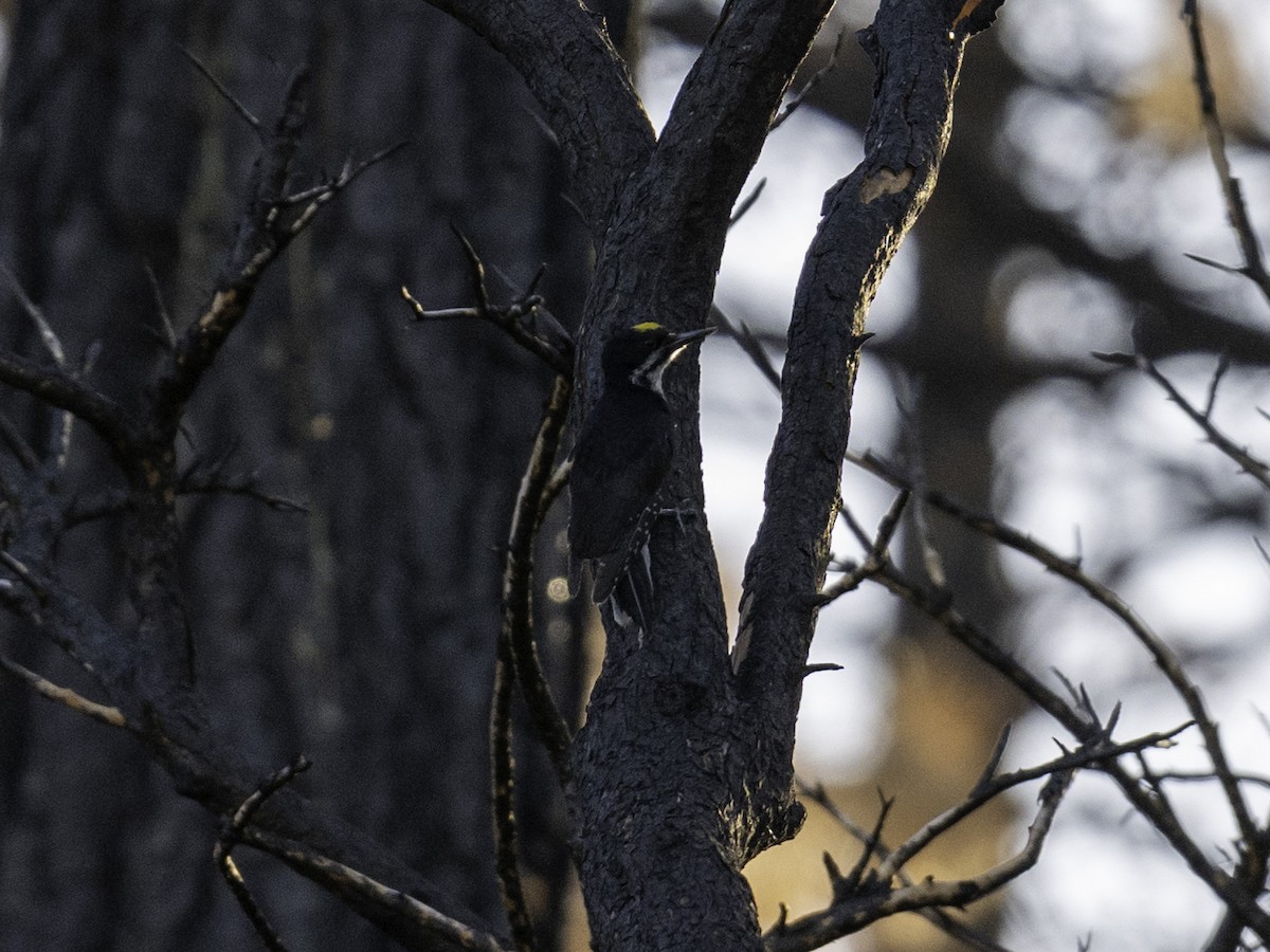 Black-backed Woodpecker - ML638319889