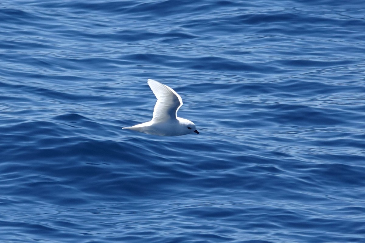 Snow Petrel - ML638319891