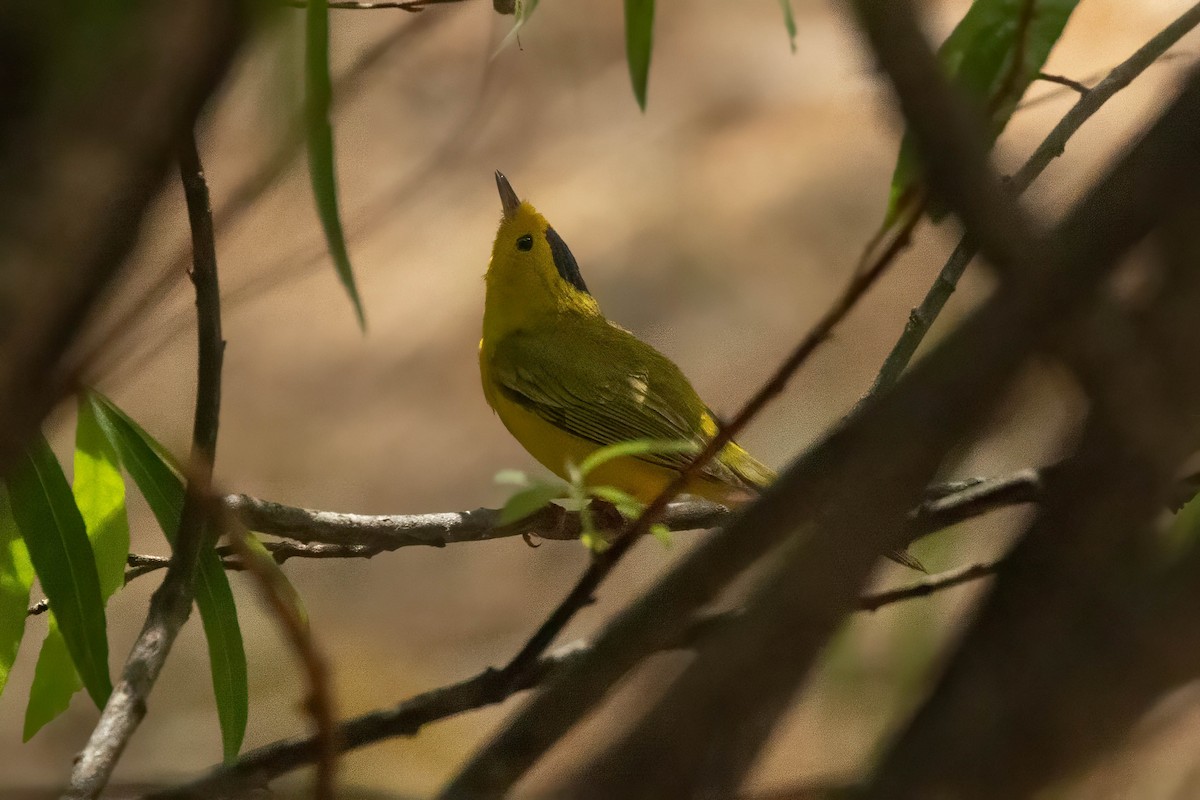kalottparula - ML638319895