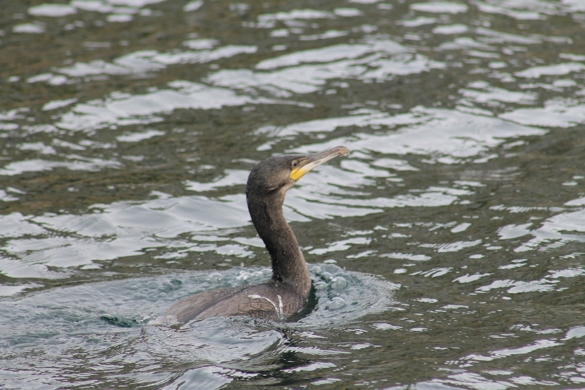 Grand Cormoran - ML638319902