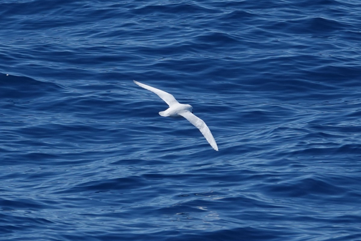 Snow Petrel - ML638319903