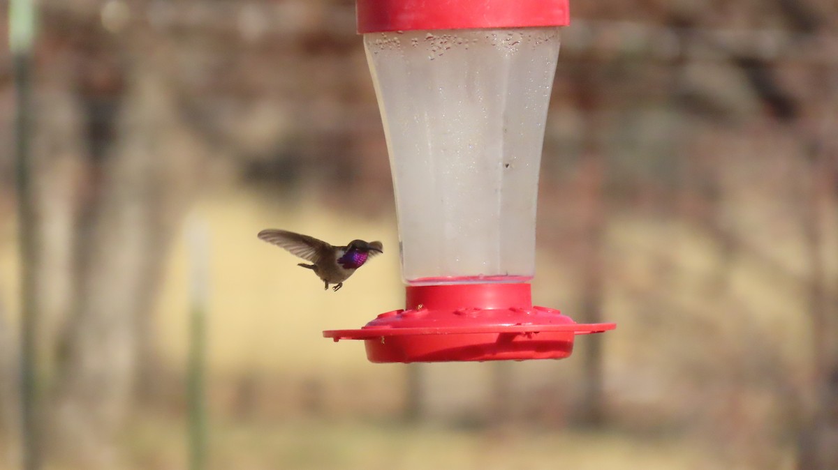 Lucifer Hummingbird - ML638319918