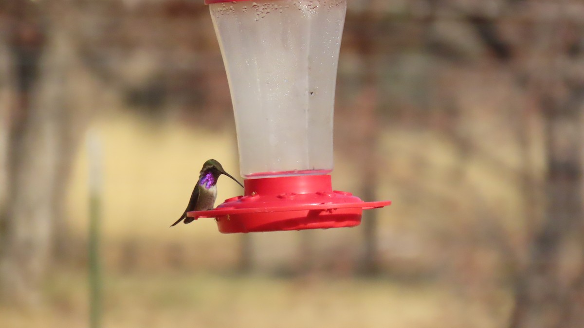 Lucifer Hummingbird - ML638319919