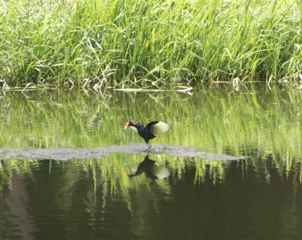 Jacana noir - ML638319920