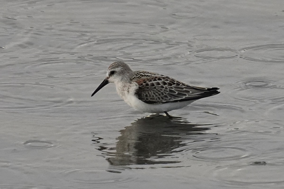 beringsnipe - ML638319922