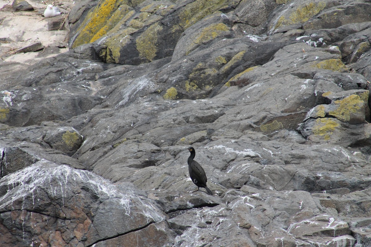 European Shag - ML638319923
