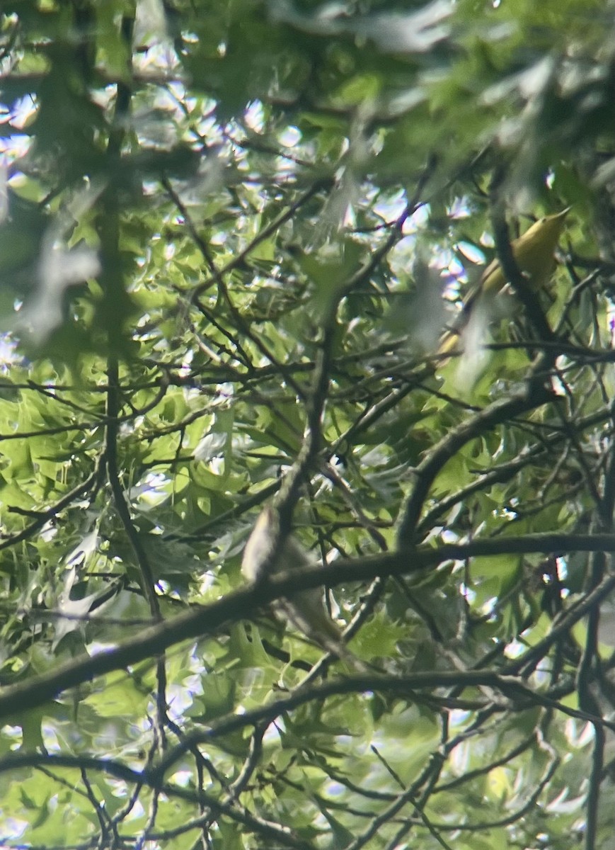 Paruline jaune - ML638319926