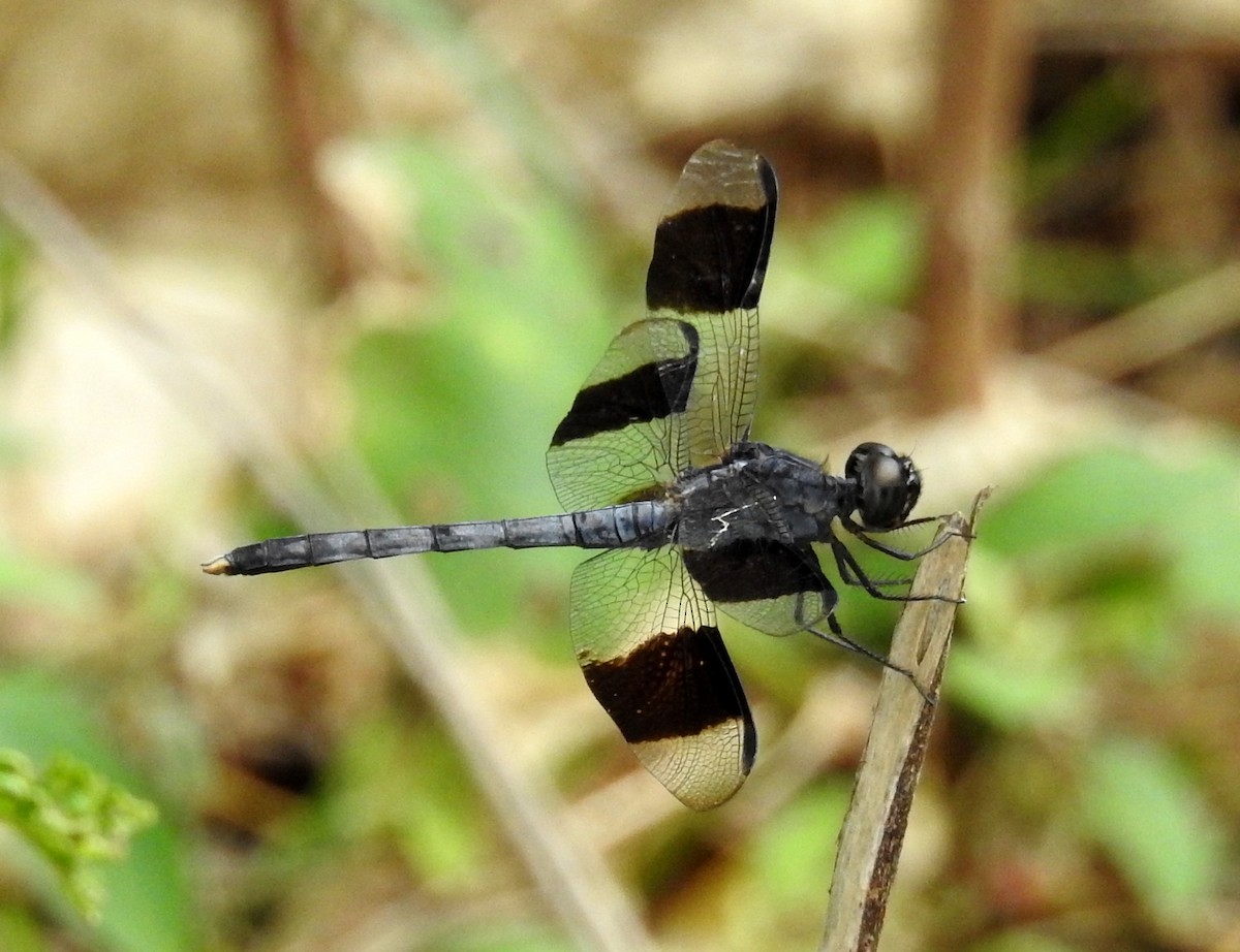 Band-winged Dragonlet - ML638319938