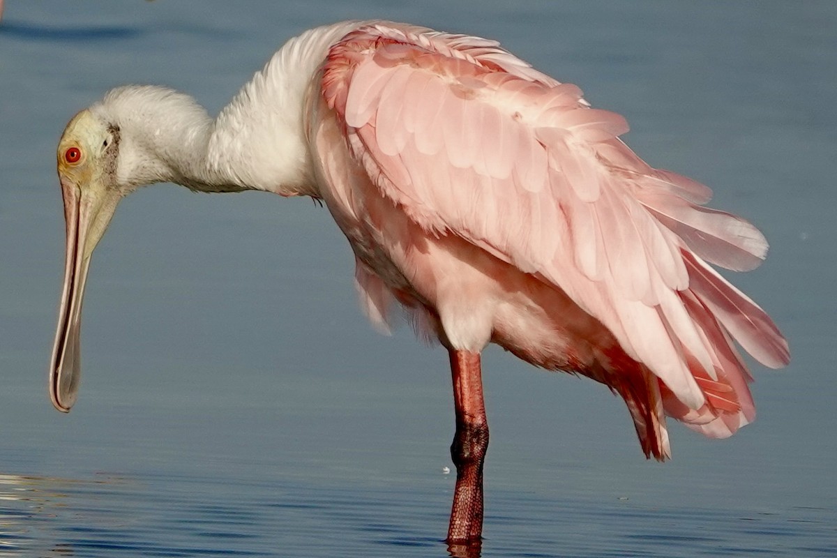 Roseate Spoonbill - ML638319939