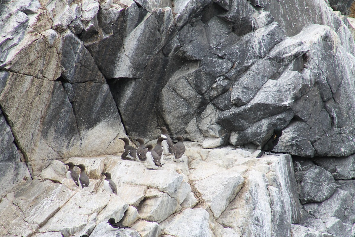 Common Murre - ML638319946