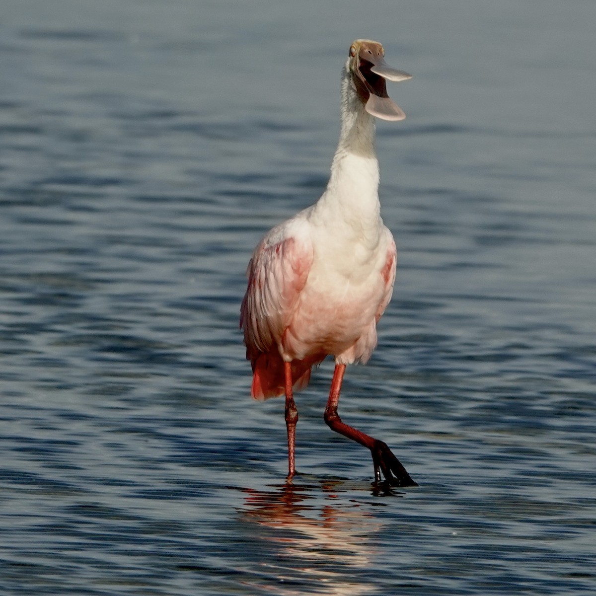 Roseate Spoonbill - ML638319948