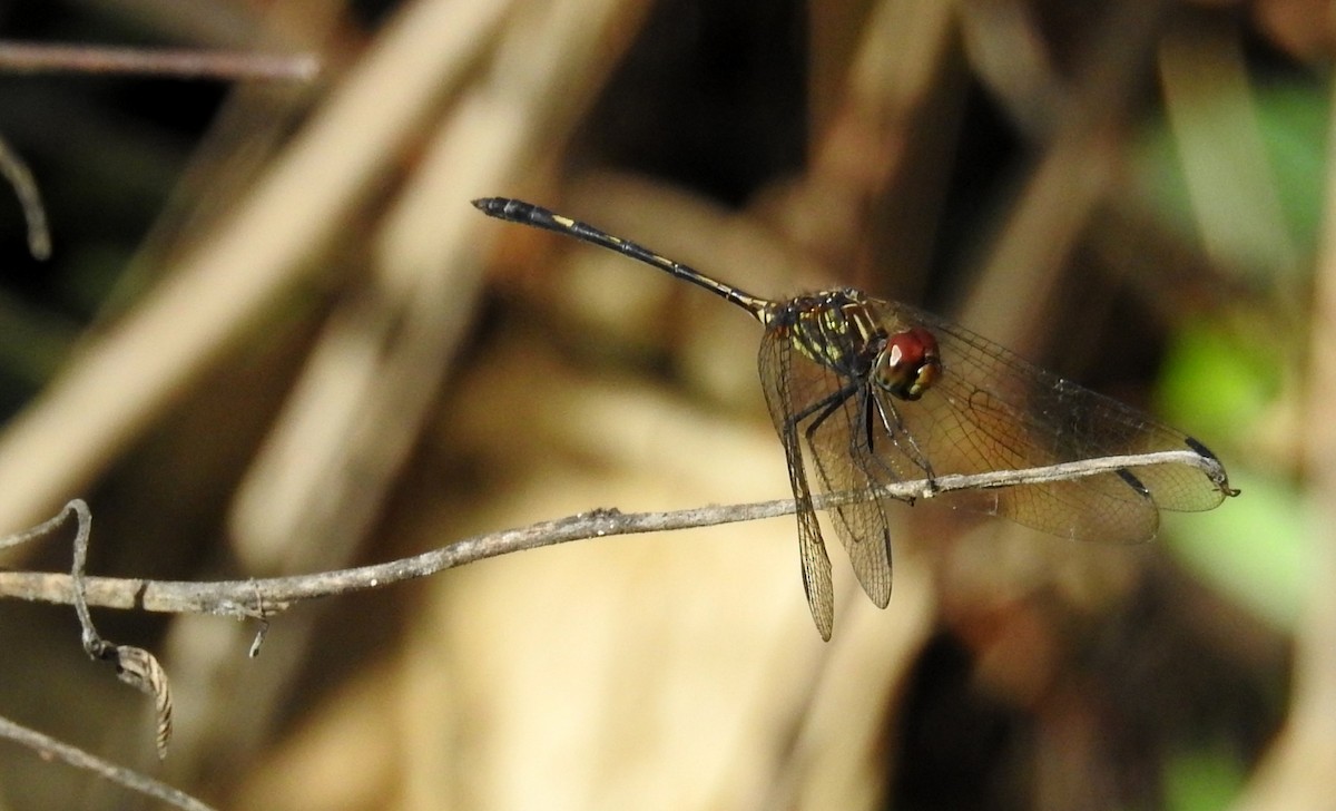 Brown Setwing - ML638319949