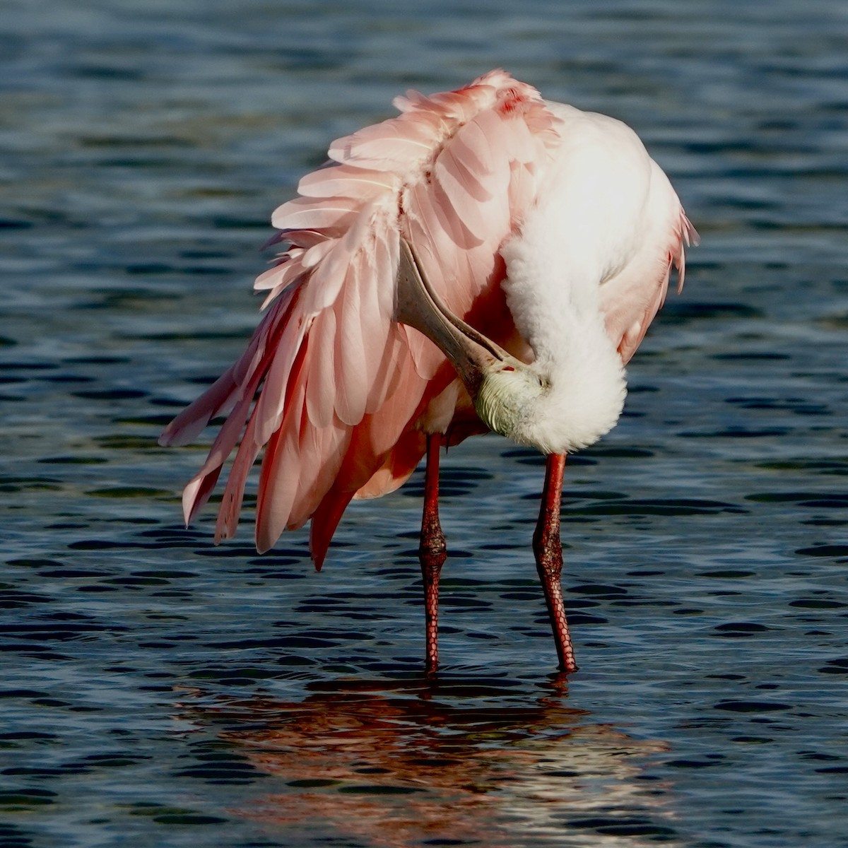 Roseate Spoonbill - ML638319950