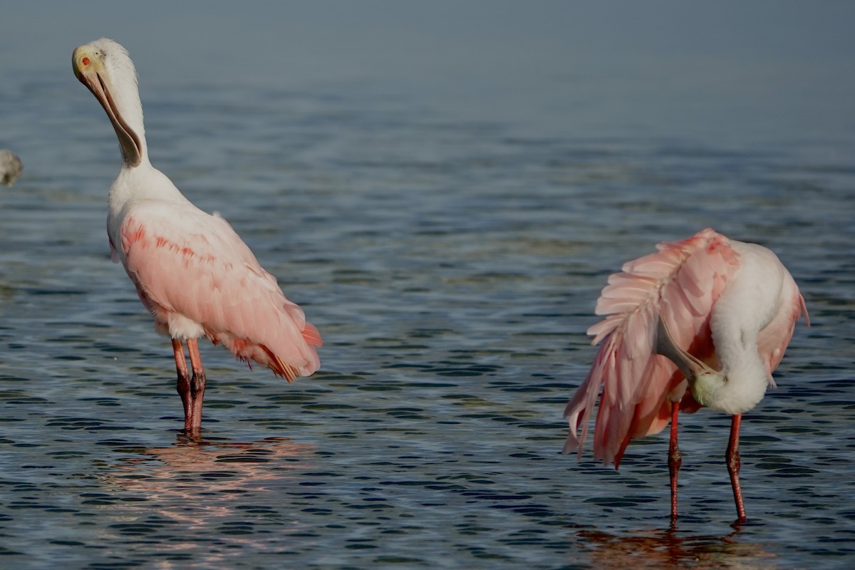 rosenskjestork - ML638319953