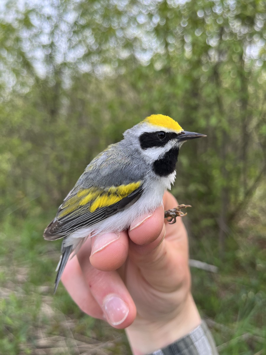gullvingeparula - ML638319956
