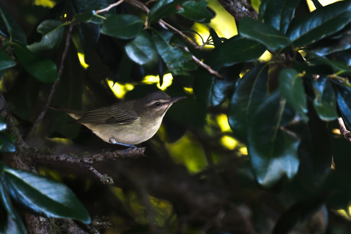skjeggvireo - ML638319961
