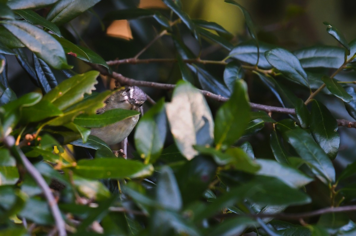 skjeggvireo - ML638319968