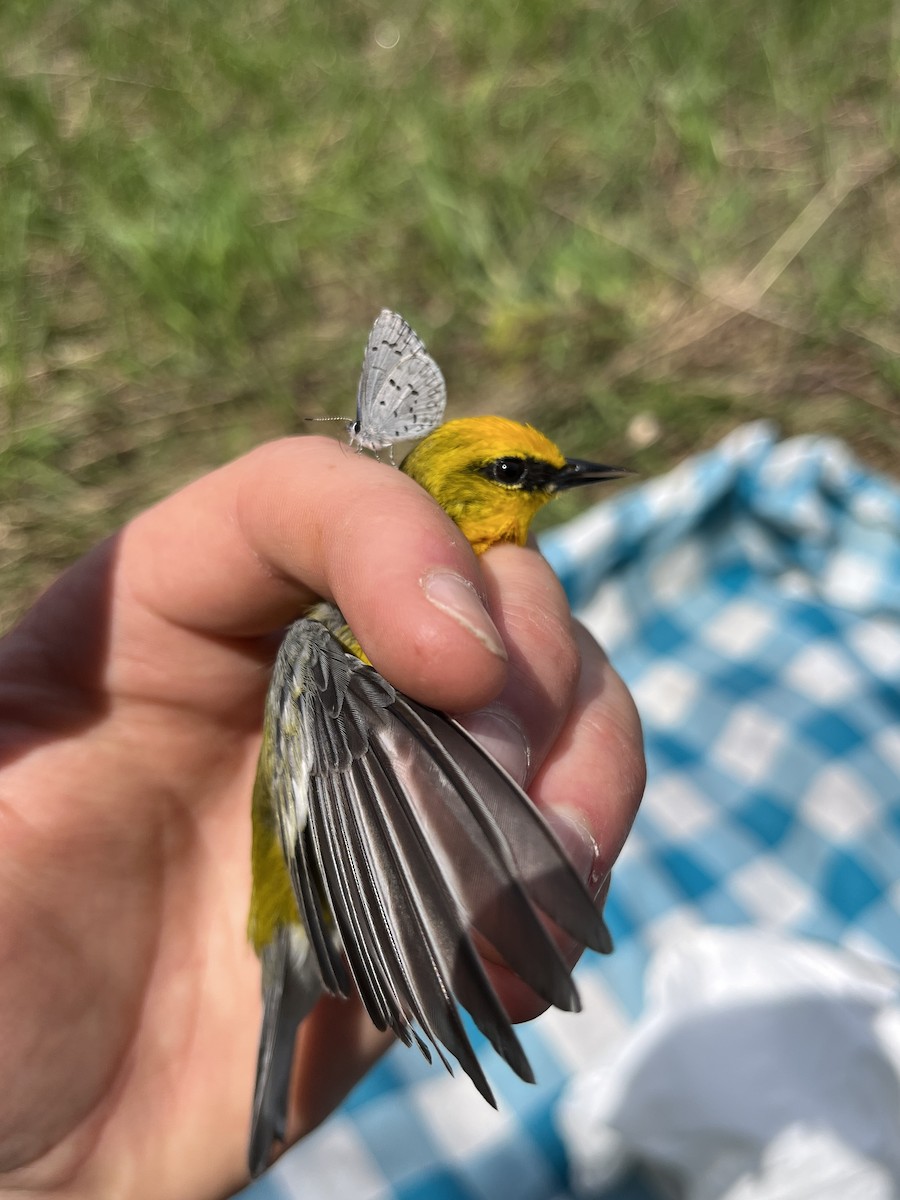 Blue-winged Warbler - ML638319975