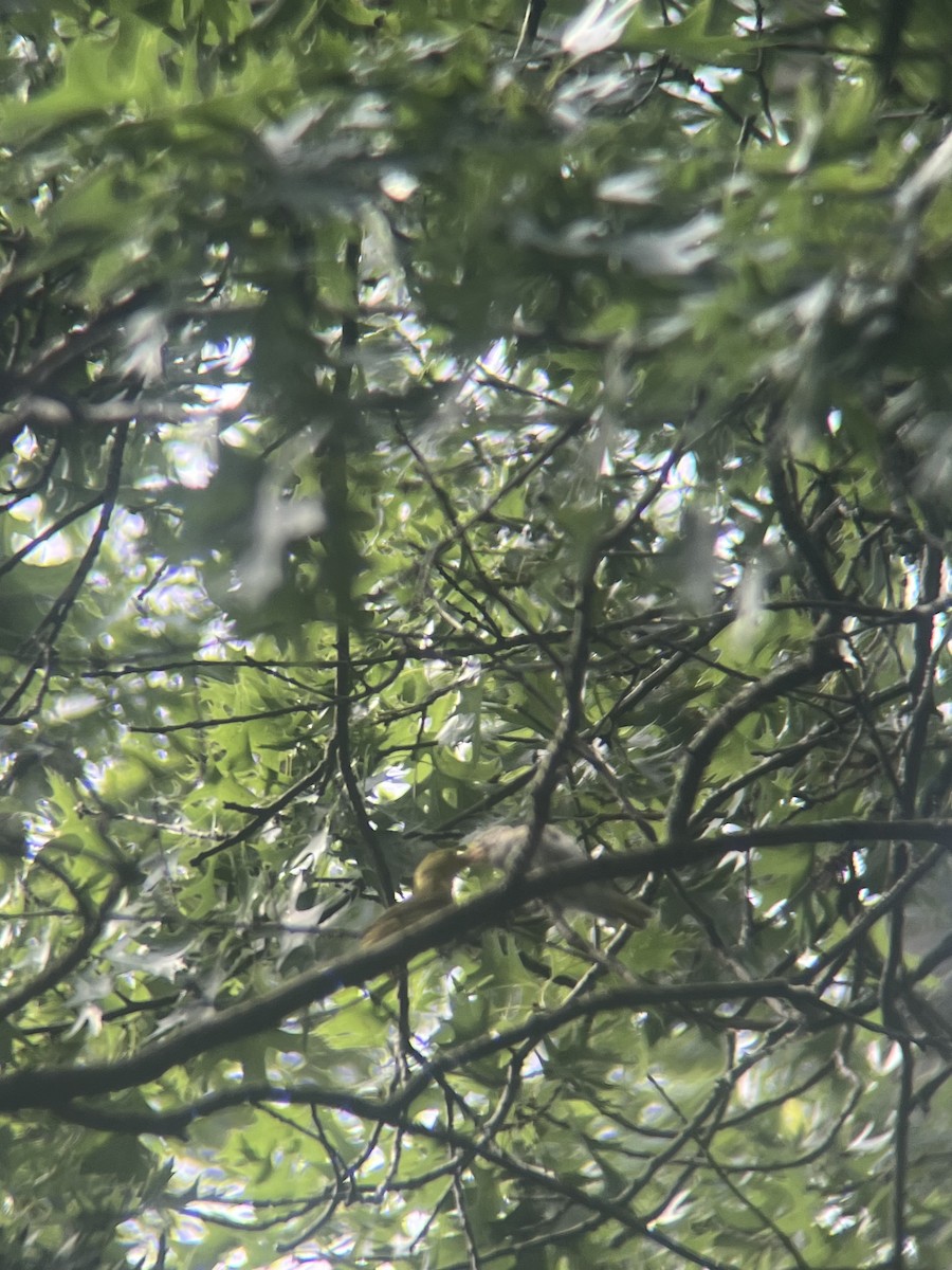 gulparula - ML638319978