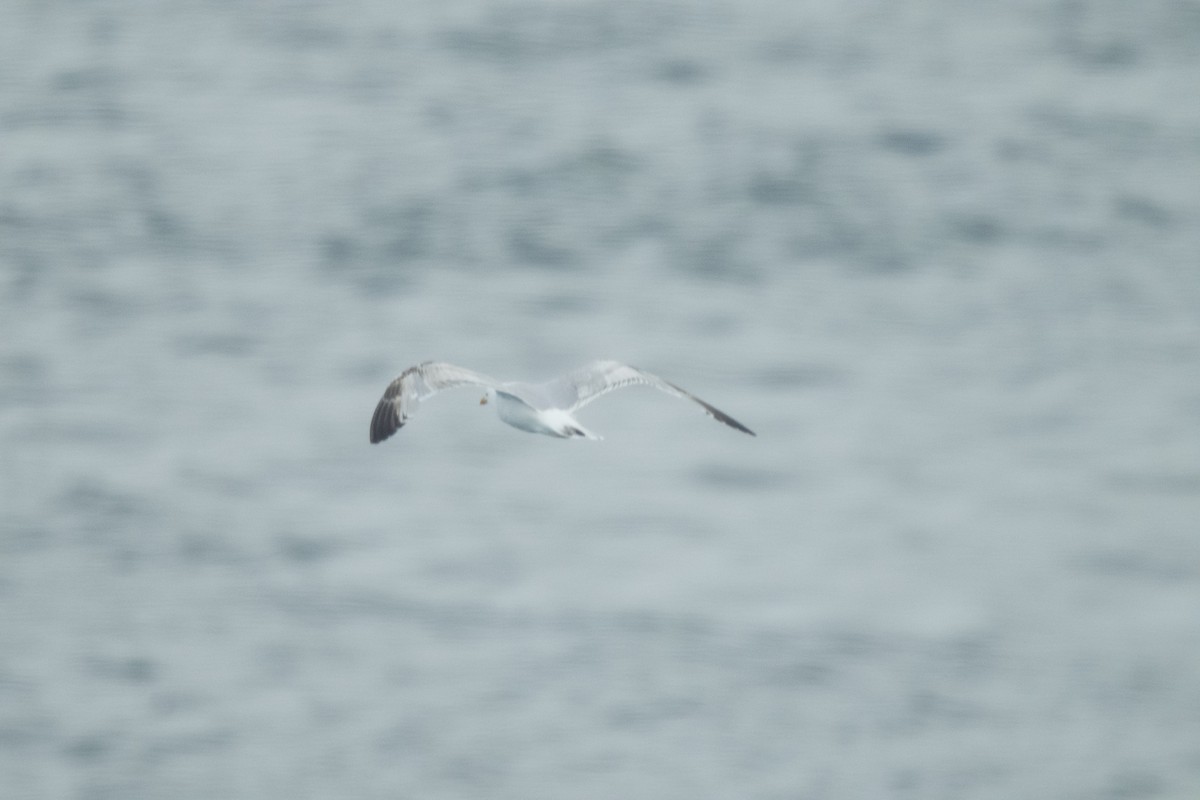 Мөнгөлөг цахлай - ML638319982